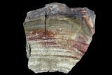 Triassic Petrified Wood (Araucaria) Section - Circle Cliffs, Utah #129536-1